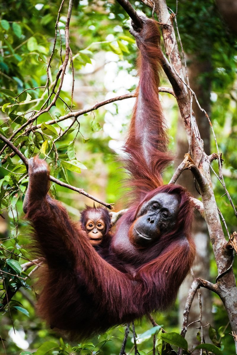 Orangutan z młodym w dżungli na Borneo