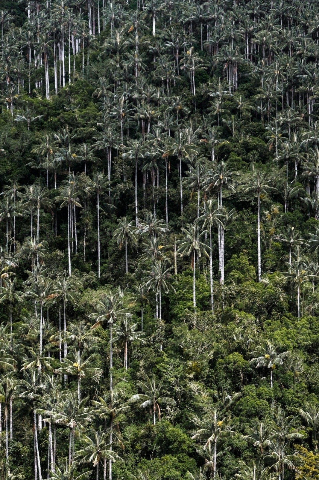 Palmy woskowe w Dolinie Cocora, Kolumbia